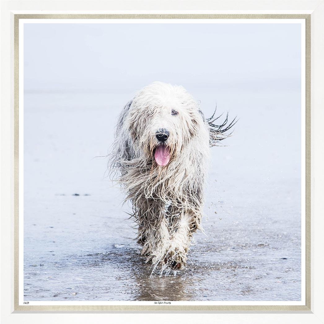 Old English Sheepdog